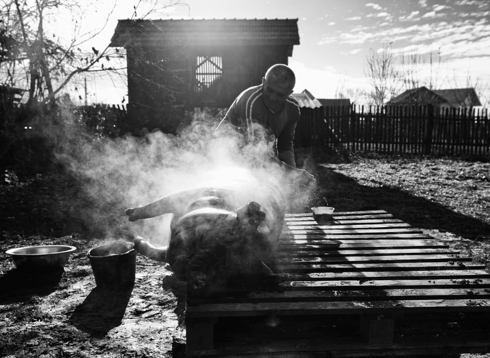 Traditional Pig Steaming by Julien Oncete — canvas wall art