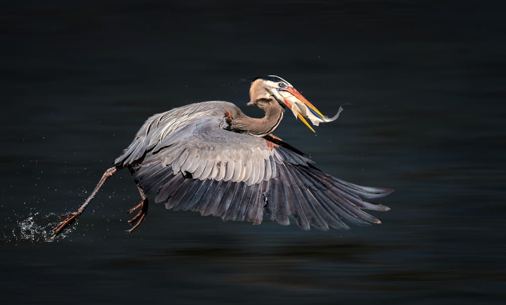 Heron's Catch in Flight by Alex Li — canvas wall art