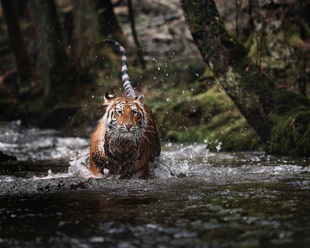 Powerful Tiger in Water by Michaela Firešová — canvas wall art