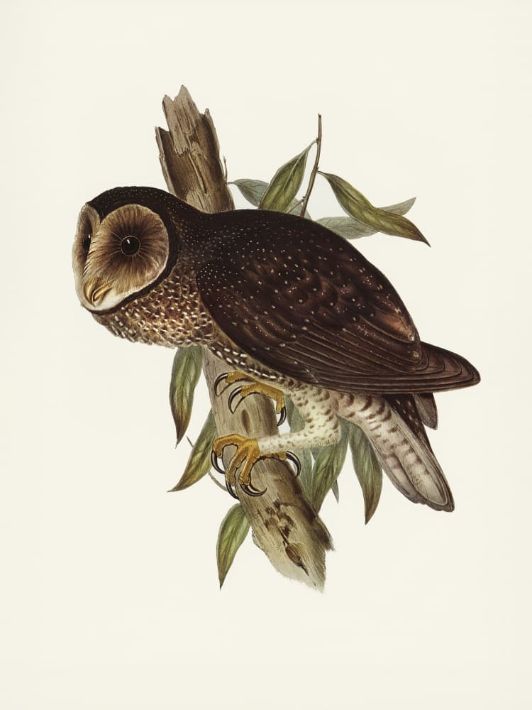 Sooty Owl by Elizabeth and John Gould — canvas wall art
