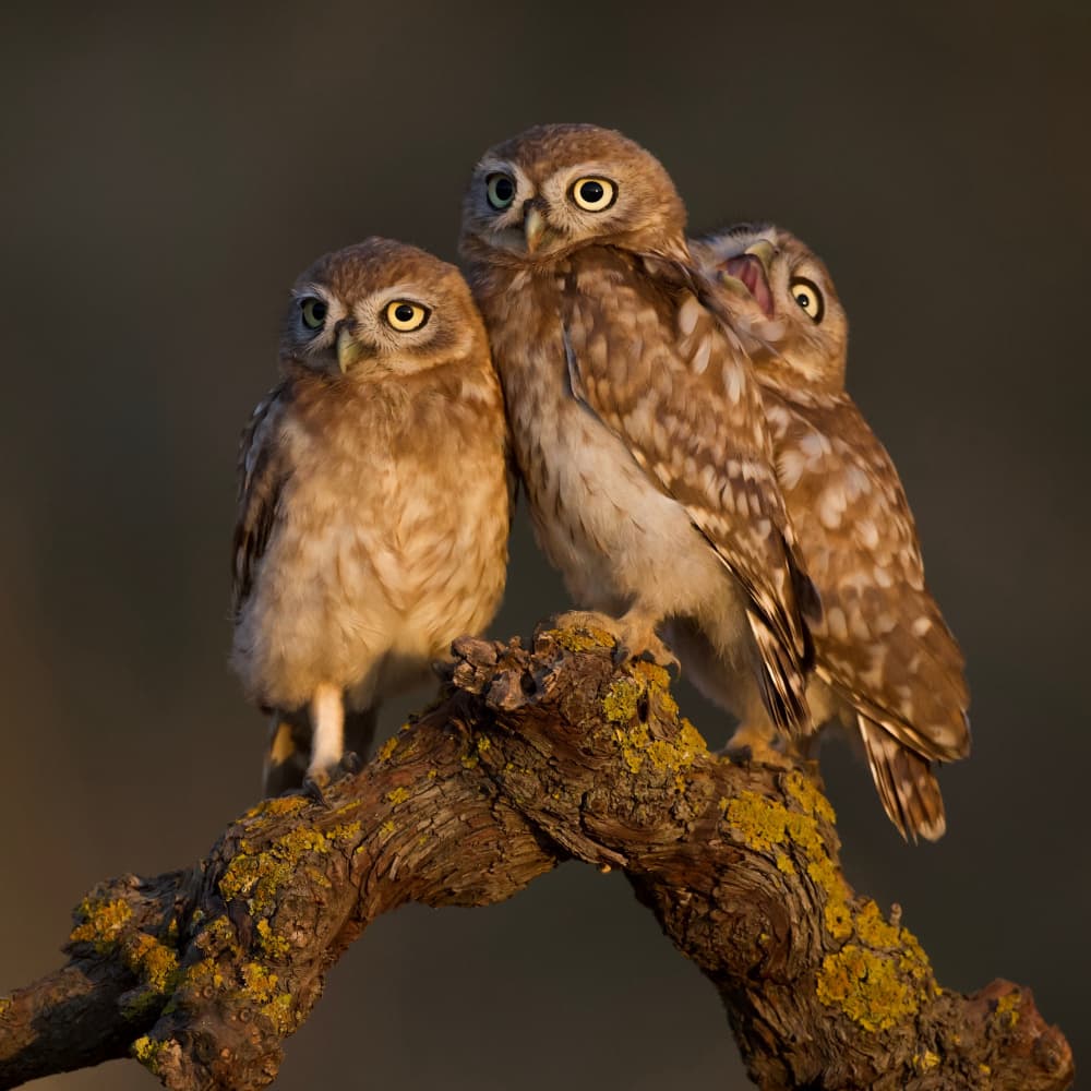 Three Little Owls by David Manusevich — canvas wall art