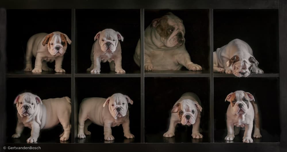 Bulldog Puppy Gallery by Gert van den Bosch — canvas wall art