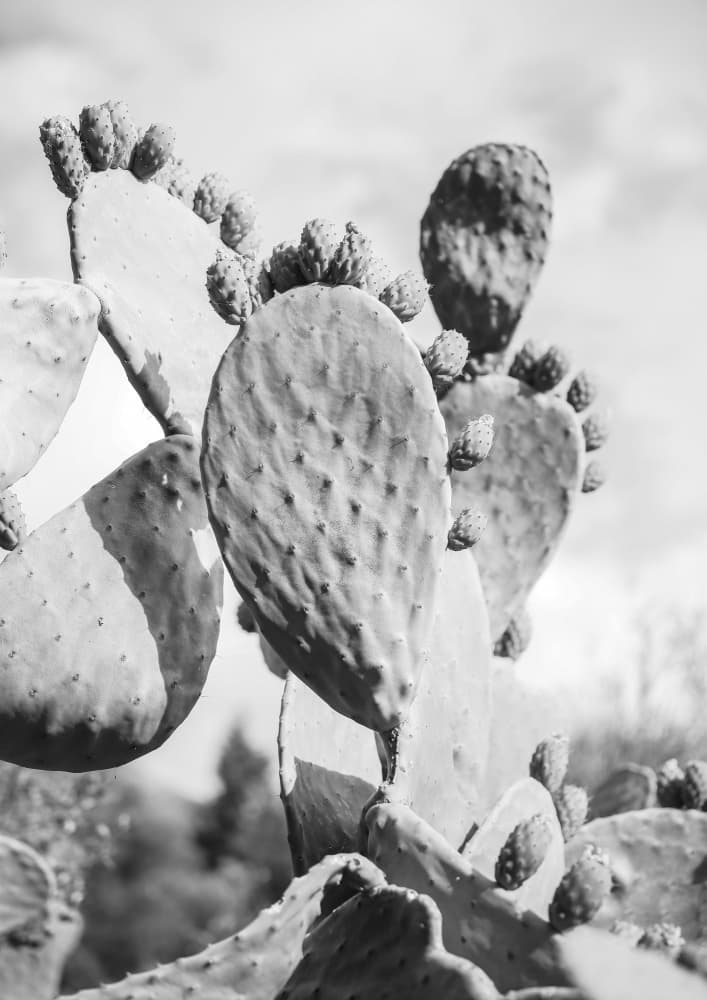 Desert Serenity by Shot by Clint — canvas wall art