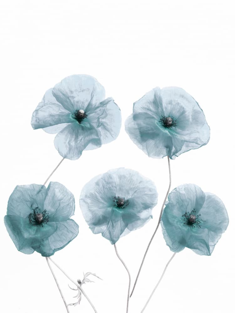 Delicate Blue Poppies by Bilge Paksoylu — canvas wall art