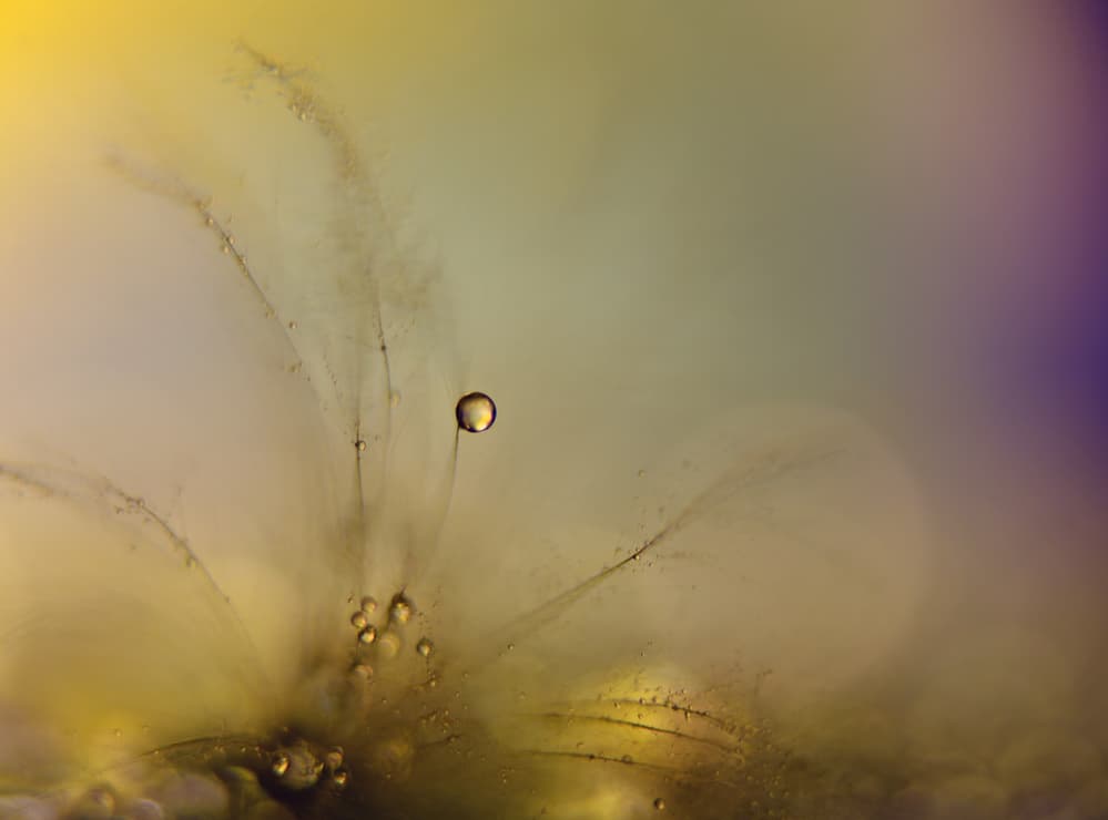 Ethereal Bubble Dream by Heidi Westum — canvas wall art