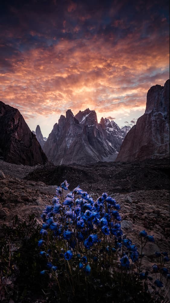 Blue Flowers Mountain Sunset by qiye — canvas wall art