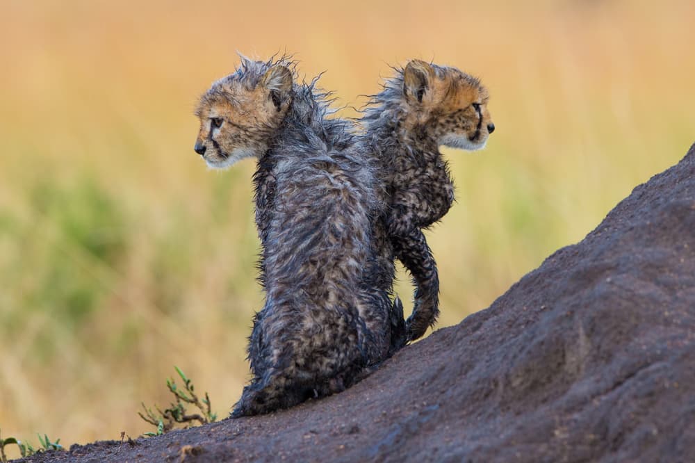 Two Wet Cheetah Cubs by Mohammed Alnaser — canvas wall art