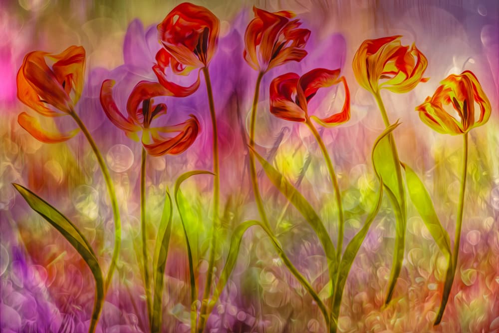 Vibrant Dreamy Tulips by Hilda van der Lee — canvas wall art