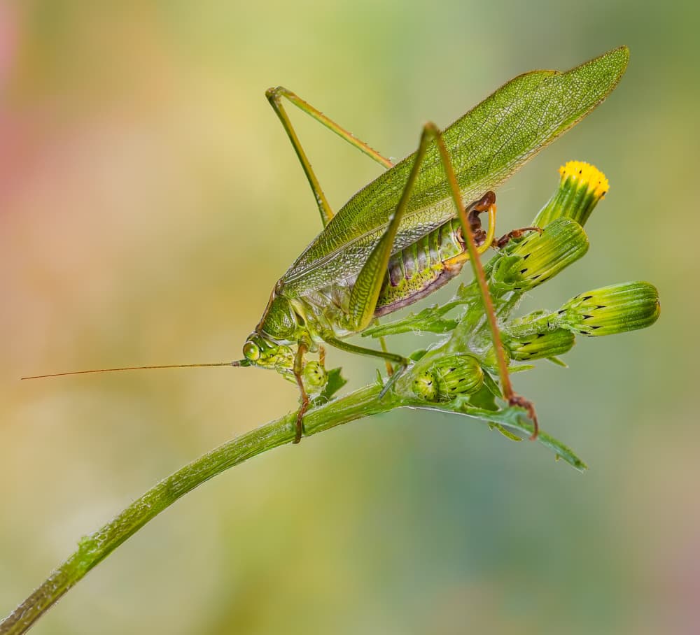 Vibrant Green Katydid by Atul Saluja — canvas wall art