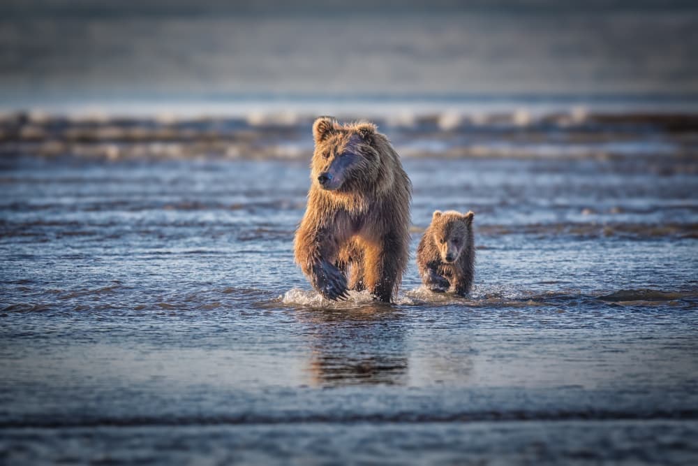 Grizzly Mother and Cub by Jeffrey C. Sink — canvas wall art