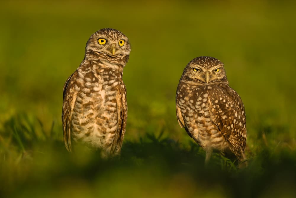 Curious and Grumpy Owls by John Fan — canvas wall art