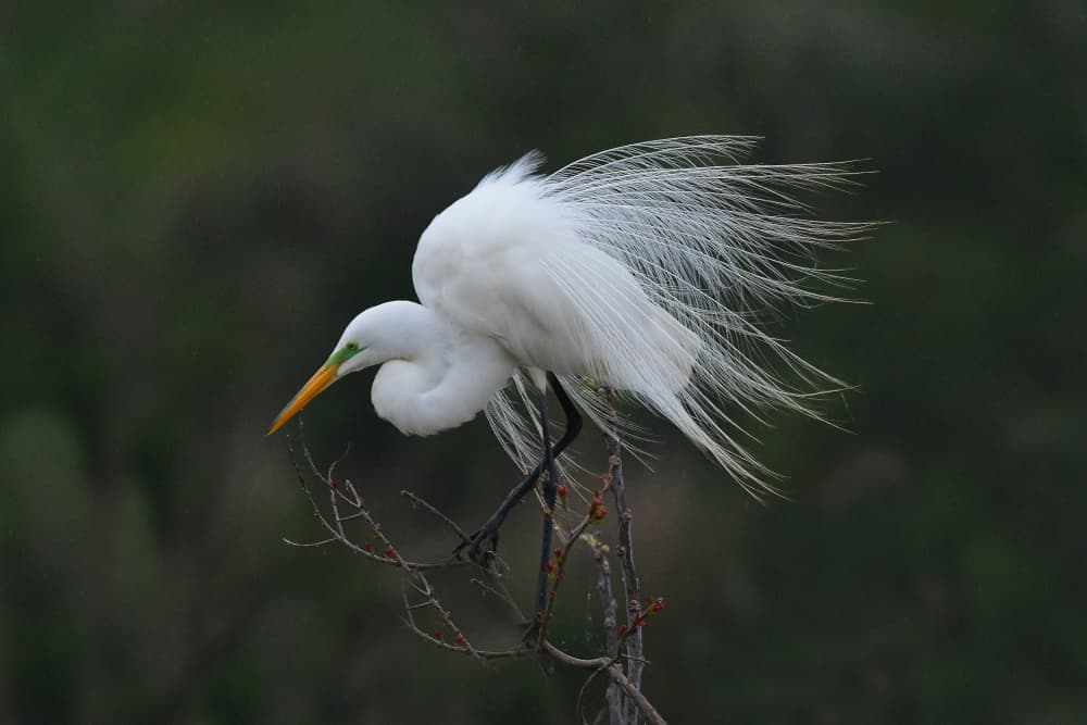 Elegant White Egret by Anna Wan — canvas wall art