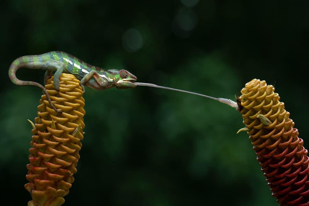 Chameleon Catches Prey by Ajar Setiadi — canvas wall art