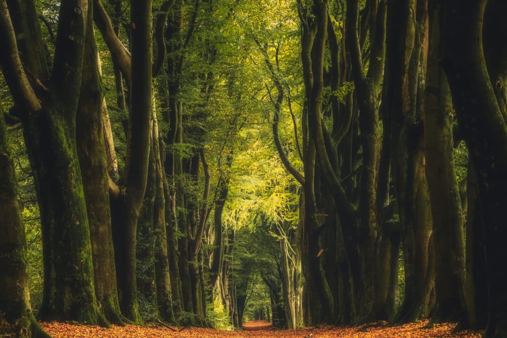 Enchanted Woodland Path by Hilda van der Lee — canvas wall art