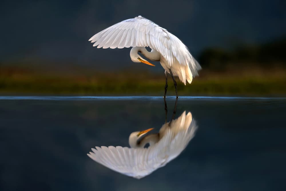 White Egret Reflection by Xavier Ortega — canvas wall art
