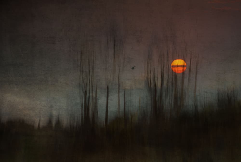 Moody Forest Sun by Charlaine Gerber — canvas wall art