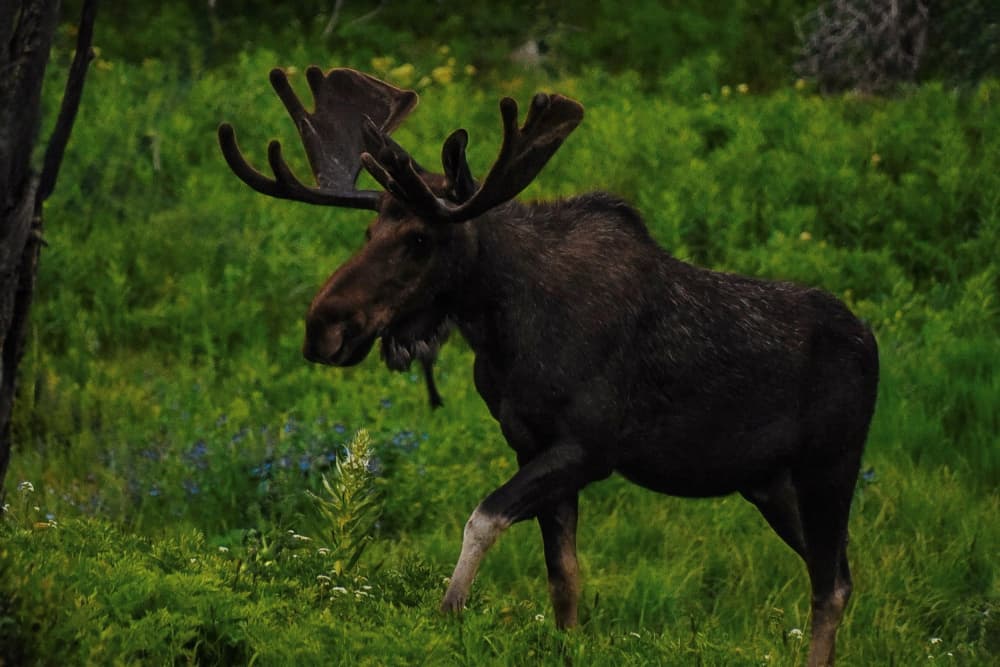 Bull Moose in Grass by Del Mundo Portraits — canvas wall art