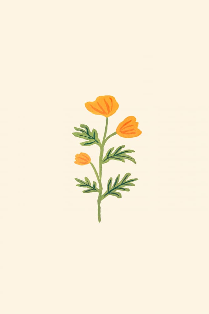 Orange Poppy Bloom by Karen Menzenbach — canvas wall art
