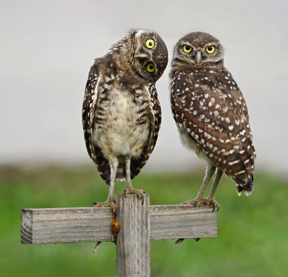 Curious Burrowing Owls by Jane Lyons — canvas wall art