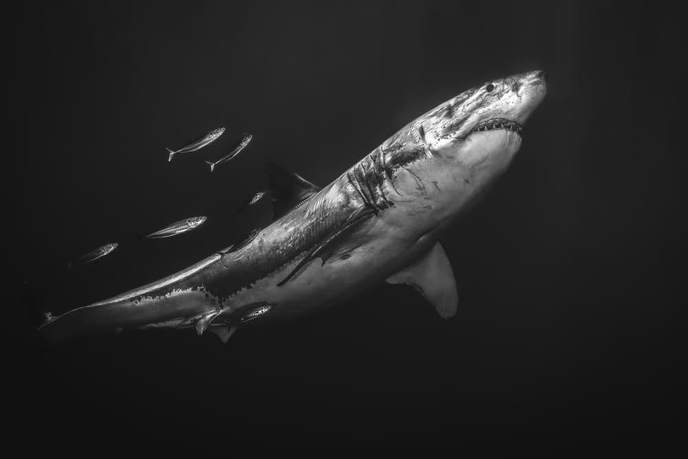 Great White Predator by Serge Melesan — canvas wall art