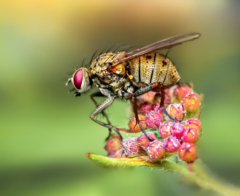 Red Eyed Fly by Atul Saluja — canvas wall art