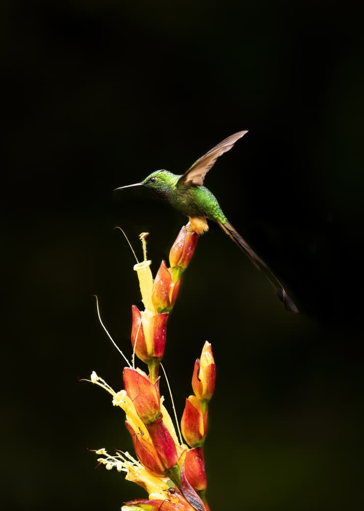 Vibrant Hummingbird Flower by Bill Lu — canvas wall art
