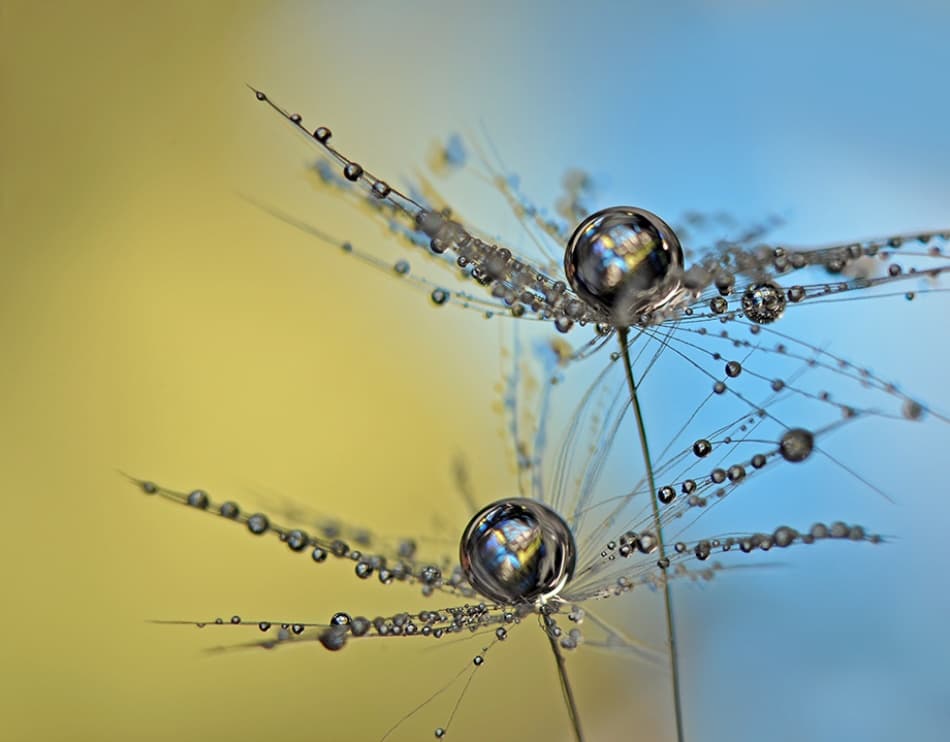 Dandelion Dew Reflections by Heidi Westum — canvas wall art