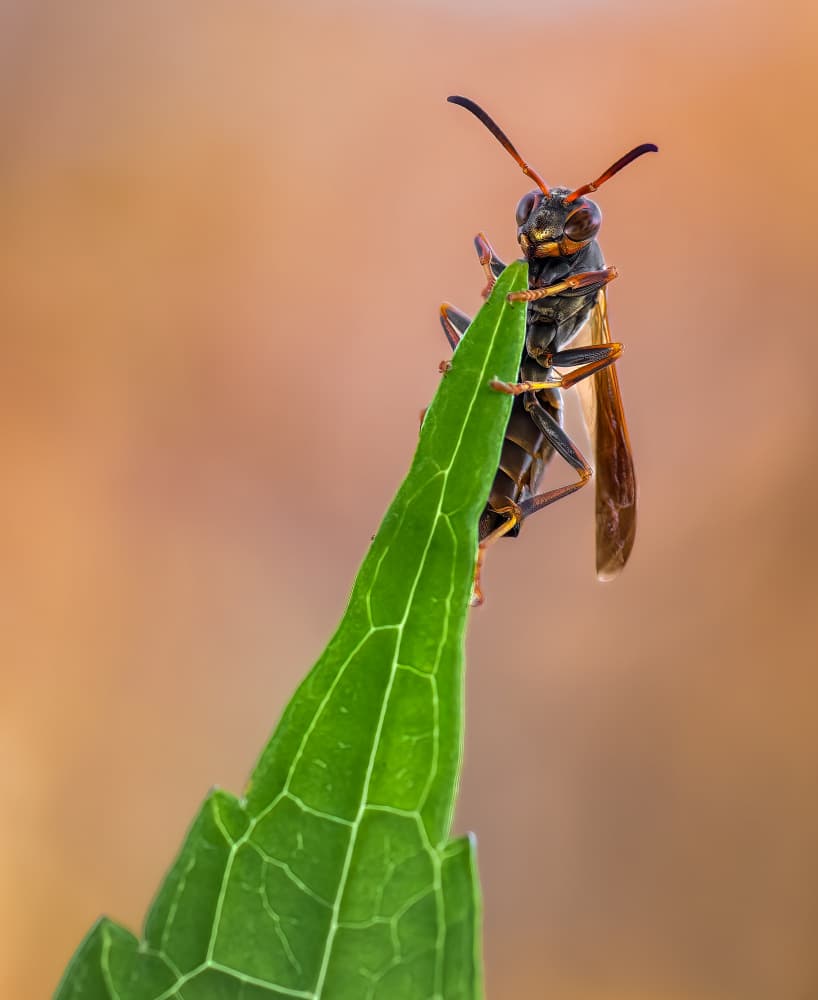 Wasp on Green Leaf by Atul Saluja — canvas wall art