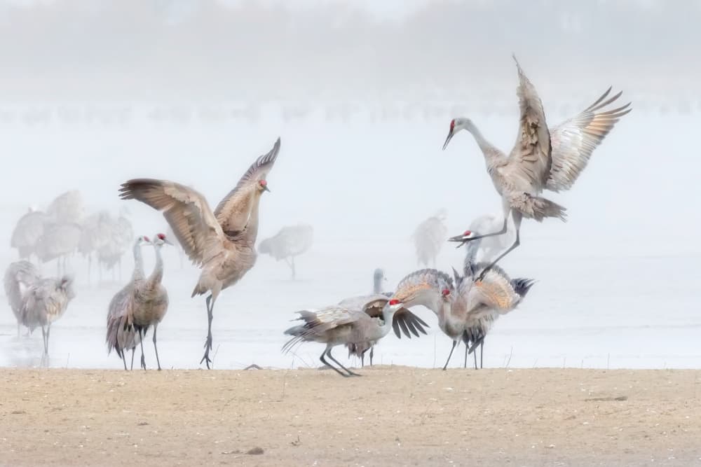 Misty Crane Dance by Jun Zuo — canvas wall art