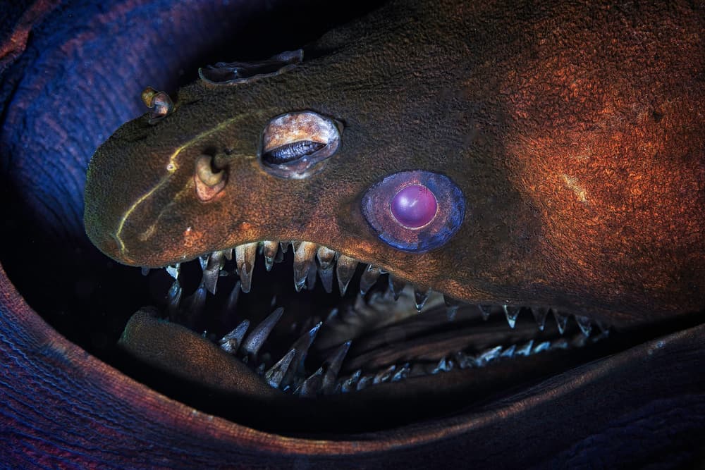 Lurking Moray Gaze by Barathieu Gabriel — canvas wall art