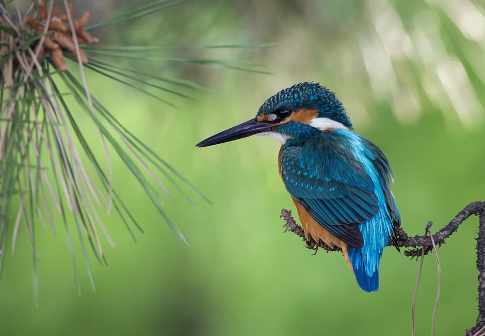 Emerald Kingfisher Perched by Ozan AKTAS — canvas wall art