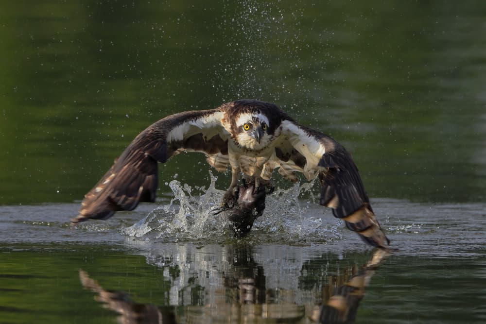 Osprey Fishing Action by Gavin Lam — canvas wall art