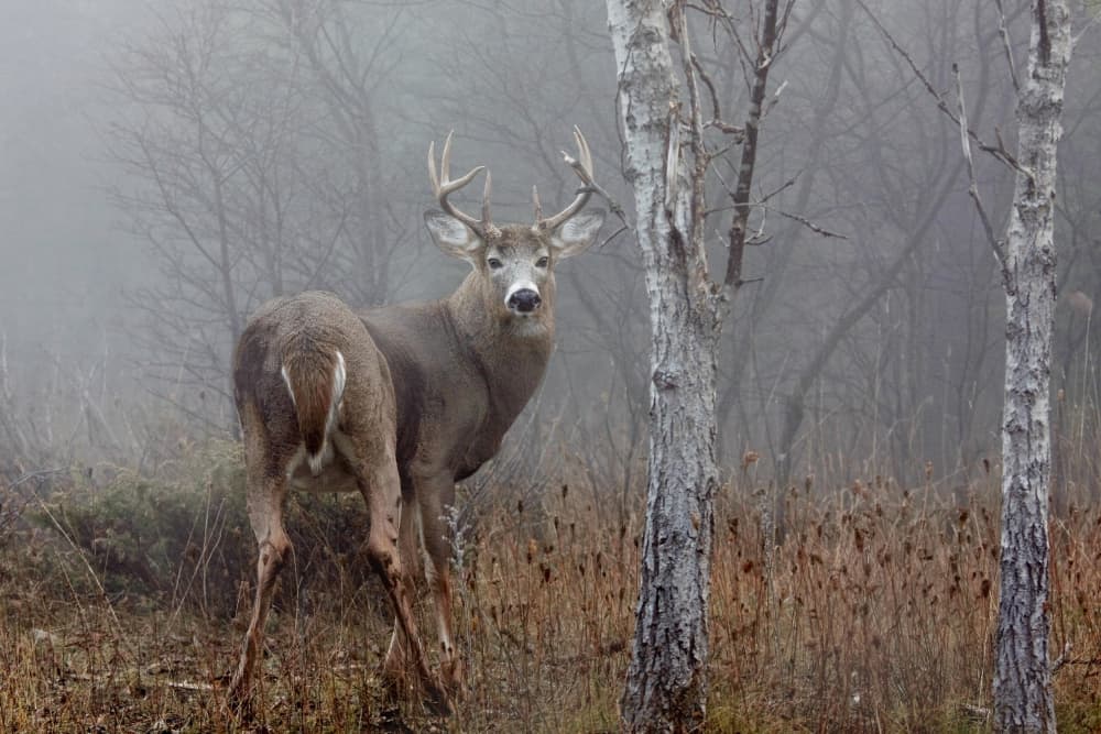 Foggy Forest Buck by Jim Cumming — canvas wall art