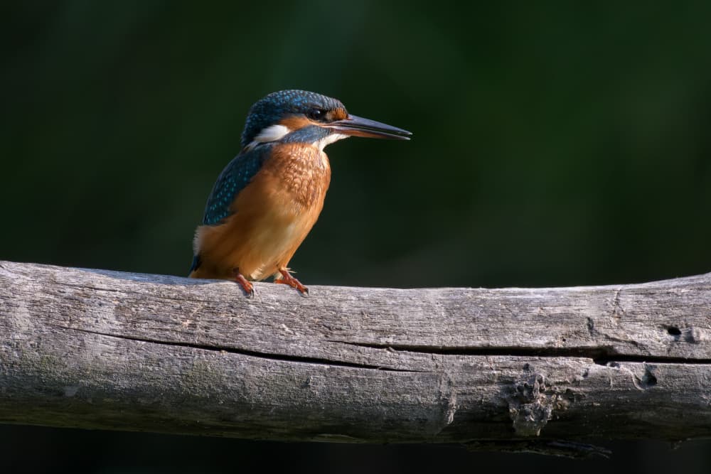 Kingfisher by Marco Galimberti — canvas wall art