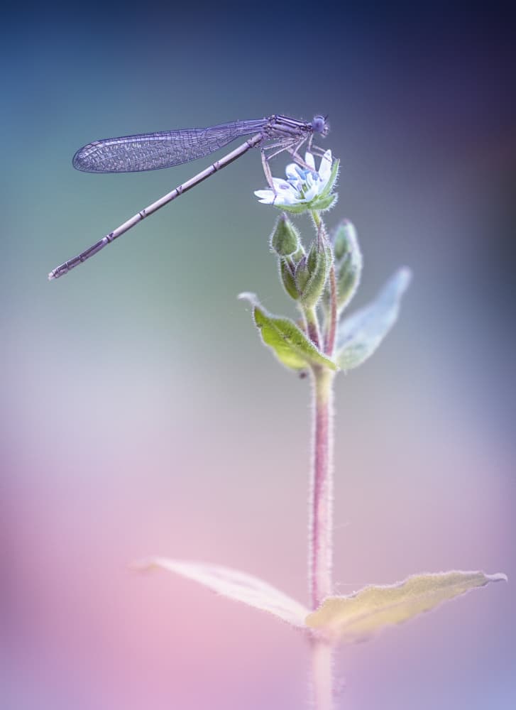 Ethereal Damselfly Bloom by Fabrizio Daminelli — canvas wall art