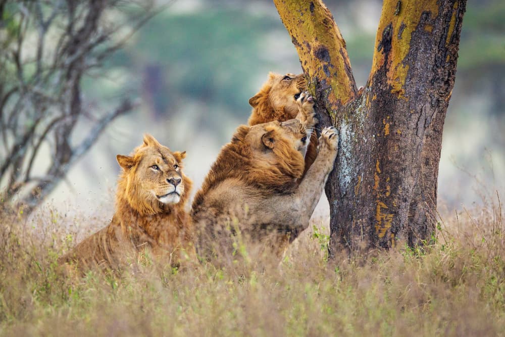 African Lions Scratching Tree by Jeffrey C. Sink — canvas wall art