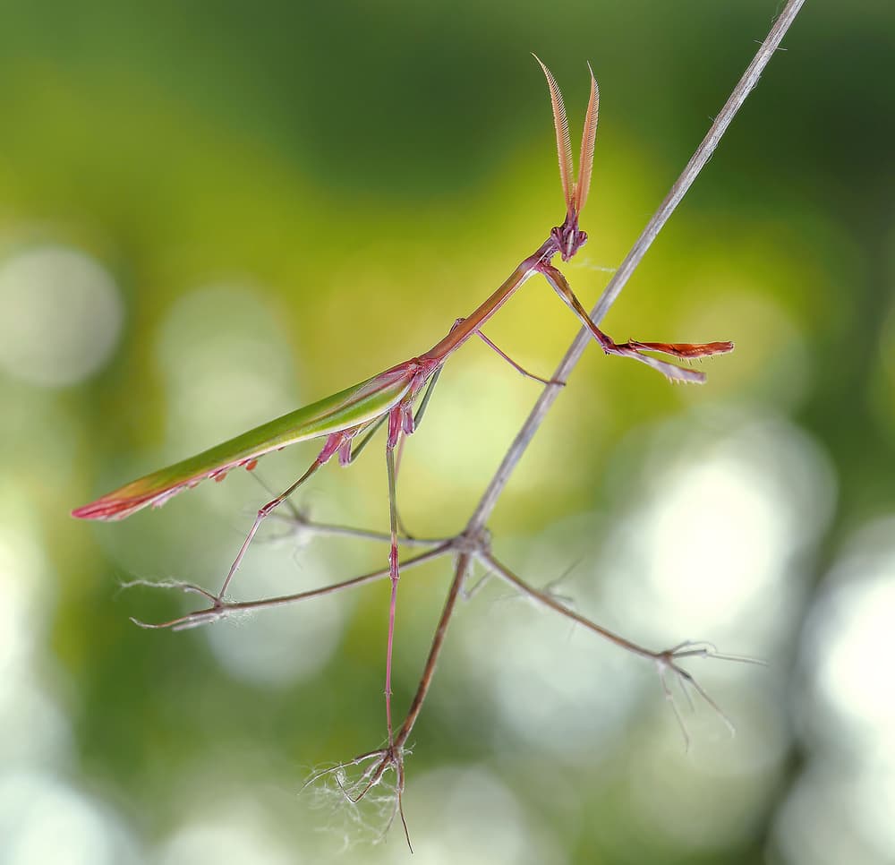 Delicate Stick Mantis by Thierry Dufour — canvas wall art