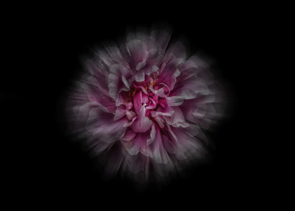 Dreamy Pink Peony by The Learning Curve Photography — canvas wall art