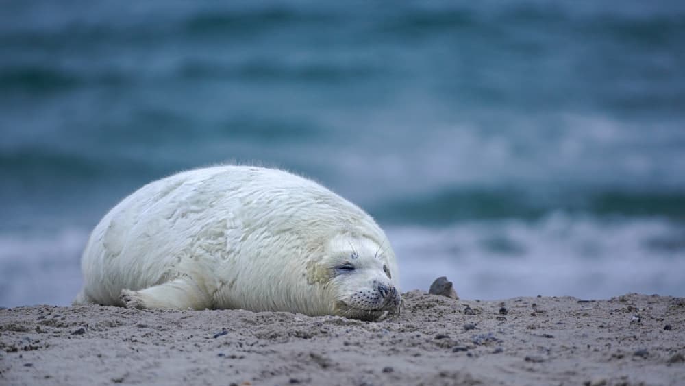 Sleeping Baby Seal by Fred Louwen — canvas wall art