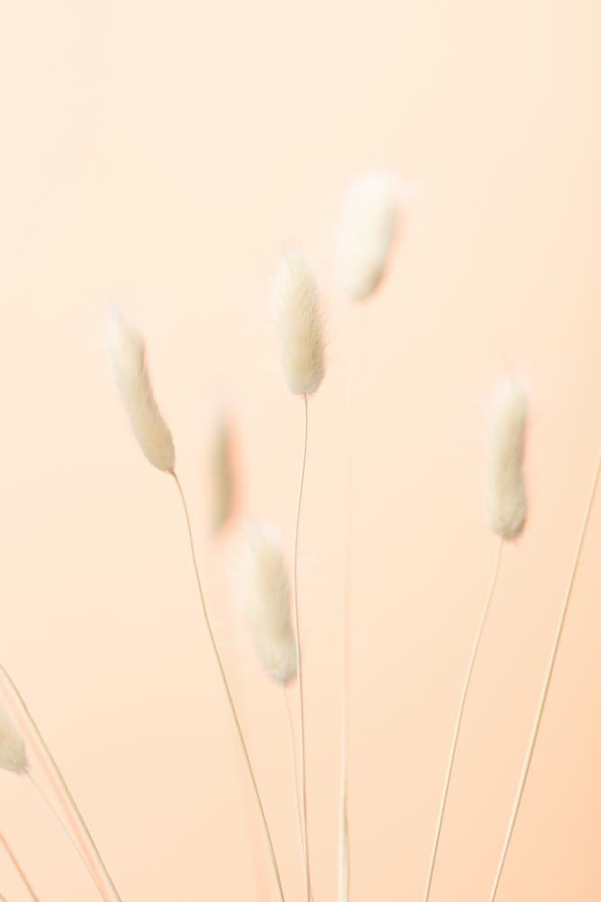 Soft Peach Grass by Pictufy Studio III — canvas wall art
