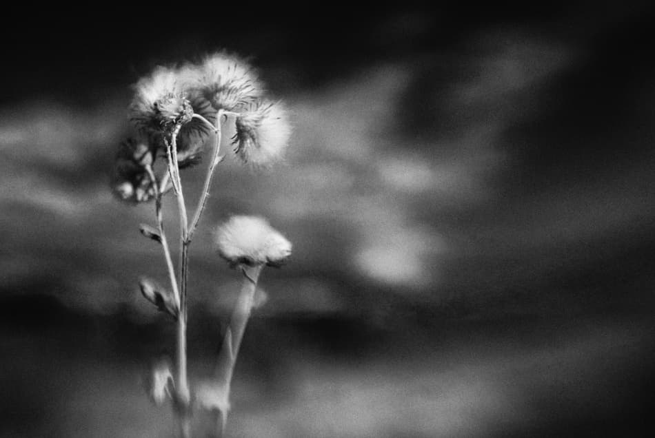 Delicate Thistle Seeds by Codrin Lupei — canvas wall art