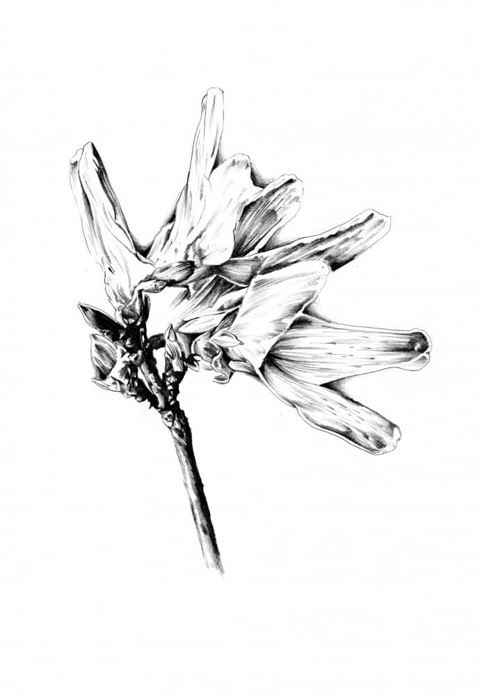 Monochrome Floral Sketch by Kulik — canvas wall art
