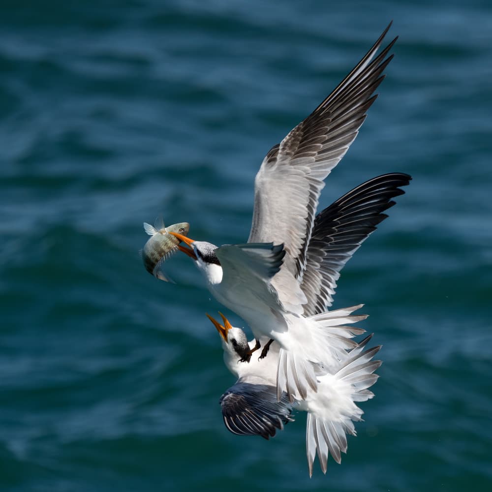 Terns Sharing Fish by John Fan — canvas wall art