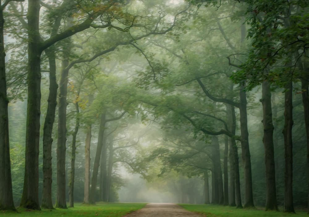 Misty Forest Path by Hilda van der Lee — canvas wall art