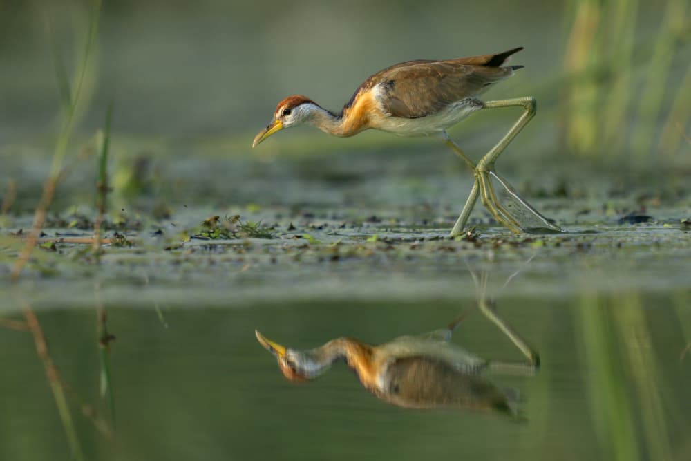 Wading Bird Reflection by Rajat Dhesi — canvas wall art