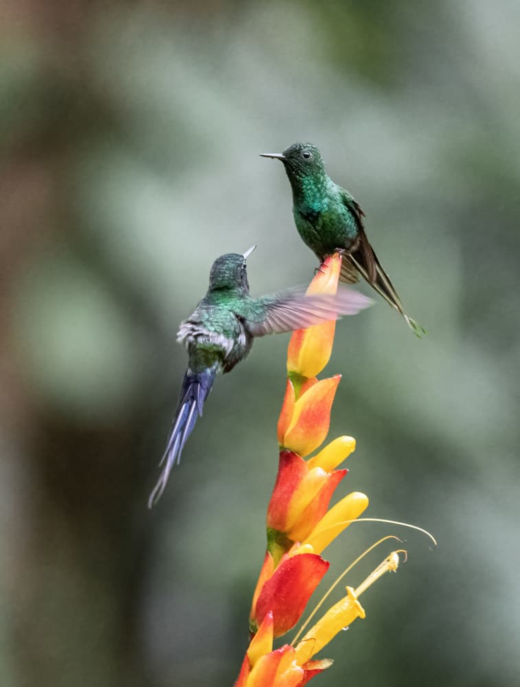 Vibrant Hummingbird Encounter by Sheila Xu — canvas wall art