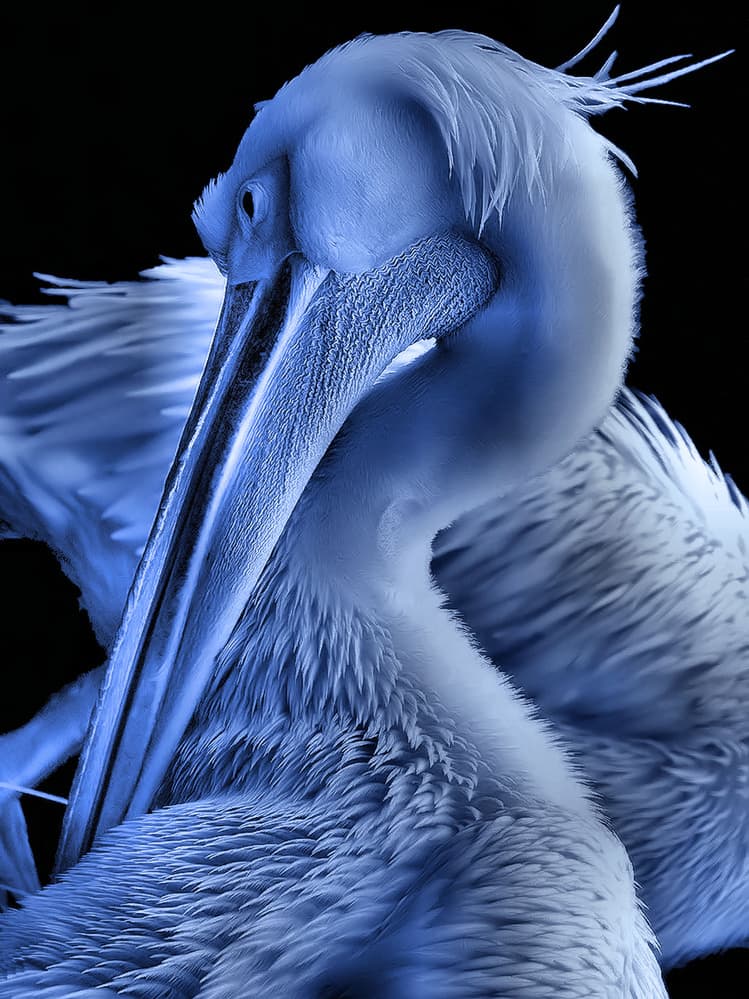 Majestic Blue Pelican by Thierry Dufour — canvas wall art