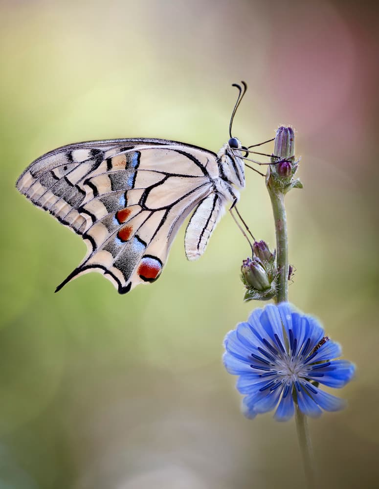 Swallowtail on Blue Chicory by Rina Barbieri — canvas wall art