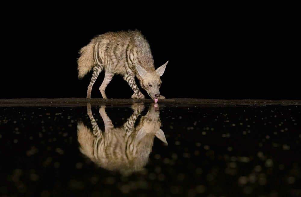 Nocturnal Hyena Reflection by Jennifer Lu — canvas wall art