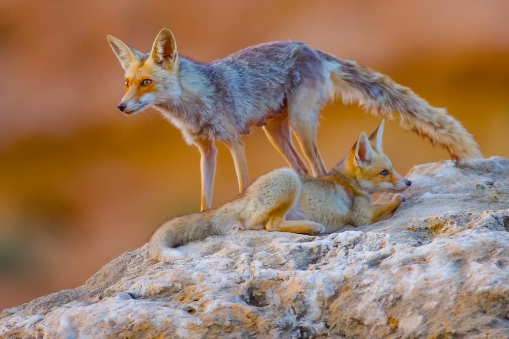 Desert Fox Pair by David Manusevich — canvas wall art